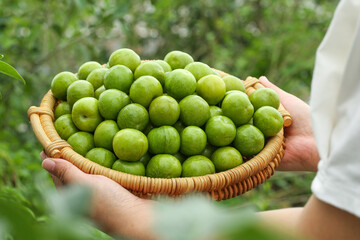 Fresh Green Plums in Wicker Basket Held by Hands - Organic Stone Fruit Harvest
