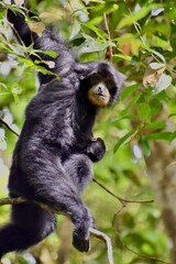 Gibbon mother with baby