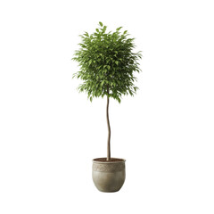 Tall potted green plant with rounded foliage in ornate pot on transparent background