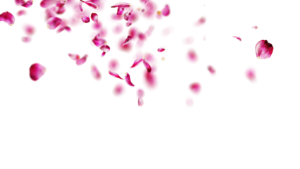 Pink rose petals falling smoothly on a transparent background, perfect for romantic compositions