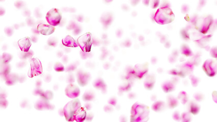 Pink rose petals falling softly creating a romantic and dreamy atmosphere, ideal for wedding,...
