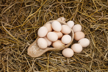 Fresh Farm-Raised Eggs in Wooden Scoop on Straw Ground - Organic Natural Food