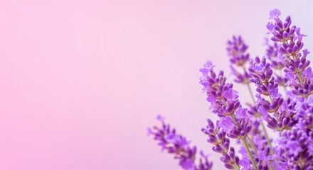 Obraz premium Morning Meditation in Nature: Embrace the Light and Lavender Haze, with Bokeh Decor for a Serene Outside Experience