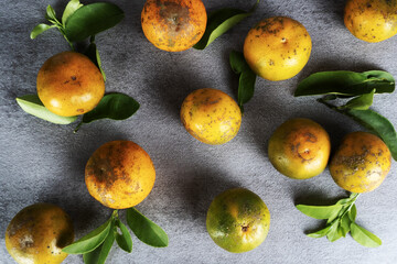 Aromatic Tangerines with Lush Green Leaves: Vibrant Citrus Still Life Photography