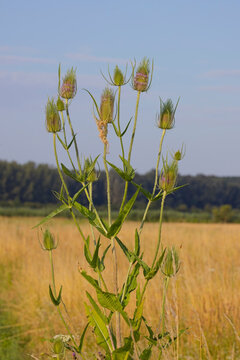 Wilde Karde (Dipsacus fullonum) in Sommerwiese &ndash; Distelpflanze in pannonischer Landschaft, Pflanzenfotografie im Hochformat mit blauem Himmel