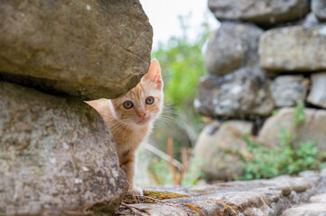 In village yard, a ginger cat. A fragile young animal, a pet, rests on a summer day near the house. Red and white stripes on the kitten body