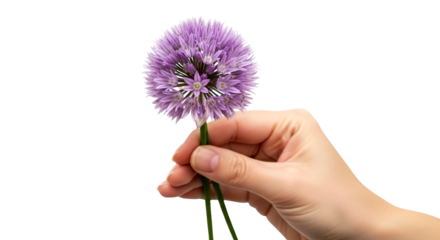 a gentle hand reveals delicate purple allium a breathtaking floral moment, whispering secrets of springs gentle arrival, isolated on transparent background