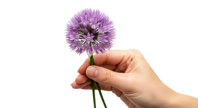 a gentle hand reveals delicate purple allium a breathtaking floral moment, whispering secrets of springs gentle arrival, isolated on transparent background