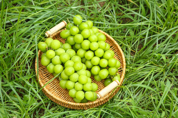 Fresh Green Grapes in Wicker Basket on Grass - Organic Fruit Harvest Yunnan Production