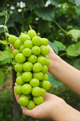 Fresh Green Grapes in Hands with Vineyard Background - Organic Fruit Harvest Concept