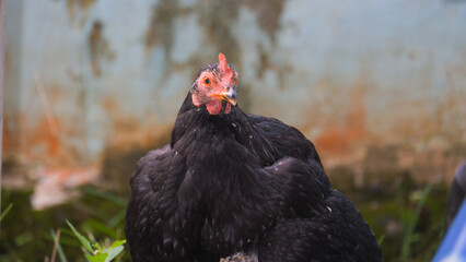 Close-Up of a Black Hen Outdoors
