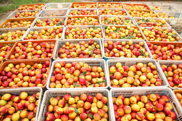 Fresh Nectarines and Peaches in Crates at Farmers Market Display