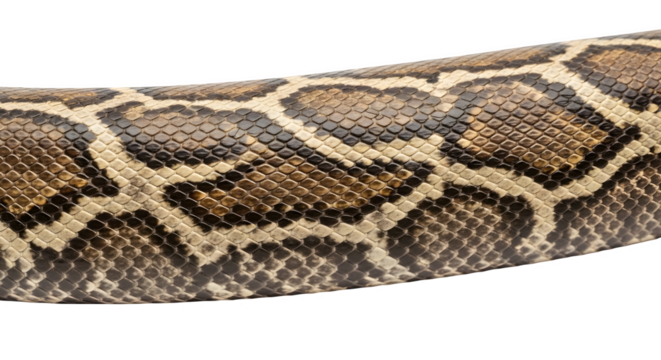 Detailed close up of a python snake skin with intricate patterns.