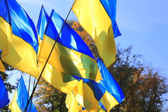 Many state flags of Ukraine are flying in wind. Concept of heroic struggle of Ukrainian people against Russian war. Ukraine flag, Independence Constitution Defender Day