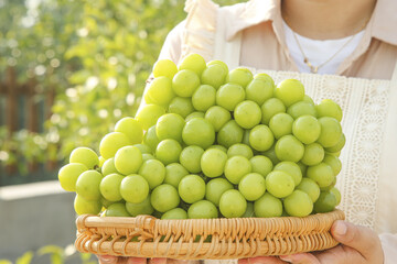 Fresh Green Grapes in Wicker Basket Held by Woman in Sunny Garden - Healthy Organic Fruit Display