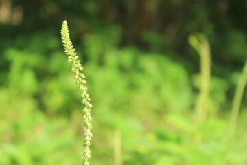 A single slender stalk of a wildflower with tiny seeds stands in sharp focus against a beautifully blurred green background in a sunlit meadow