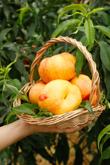 Fresh Shandong Peaches in Wicker Basket - Organic Fruit Harvest from Orchard Garden