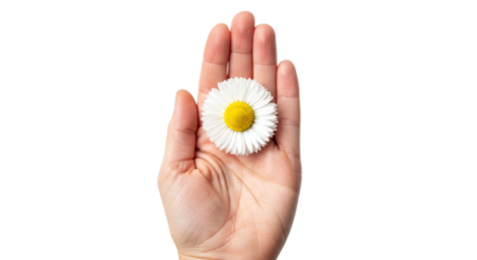 a hand gently presents a delicate daisy embracing natures simple beauty and purity, isolated on transparent background