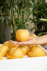 Fresh Golden Pears Hand Holding Juicy Autumn Fruit Harvest Display