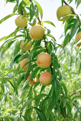 Fresh Yangshan Peaches Growing on Tree in Wuxi Orchard - Ripe Fruit Ready for Harvest
