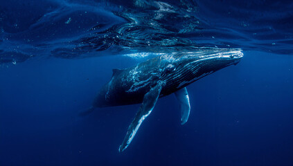 Fototapeta premium Graceful Whale Swimming in Deep Blue Ocean Waters