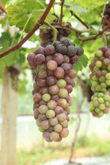 Fresh Purple Grapes Hanging on Vines in Xinjiang Vineyard Ready for Harvest