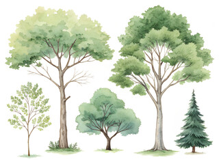 Obraz premium A set of trees with a variety of sizes and shapes, including a small tree