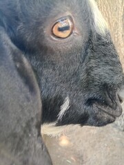 close up of a baby goat