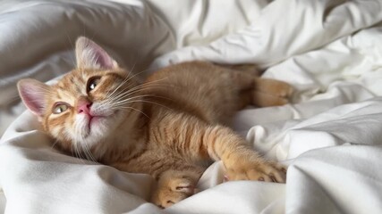 Close-up Cute ginger kitten falling asleep in white blanket, slowly closing eyes. Ginger cat child kneading paws - pushing out claws - Powered by Adobe