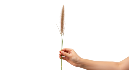 a hand offering autumns embrace delicate pampas grass, symbol of serene beauty, isolated on transparent background