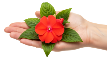 a hand offering a vibrant red flower natures embrace, symbol of passion and renewal, isolated on transparent background