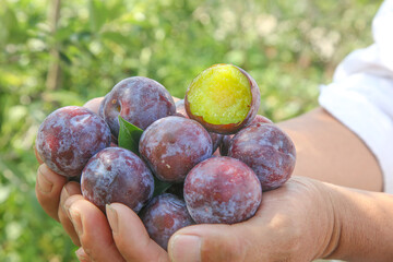 Fresh Ripe Plums in Hands - Organic Stone Fruit Harvest with Cut Open Plum Showing Yellow Flesh