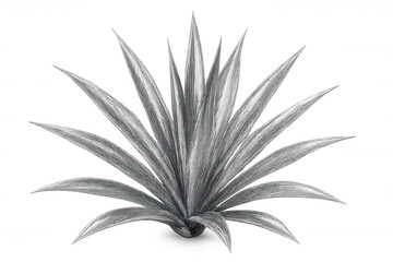 Pencil drawing of an agave plant isolated on transparent background, creating a natural and artistic element