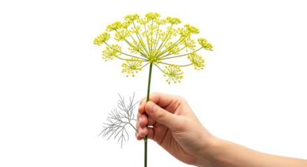 a hand offering fresh dill natures culinary embrace, symbol of flavor and vitality, isolated on transparent background
