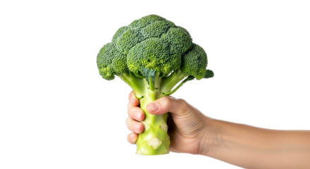 a hand offering fresh broccoli natures green goodness, healthy eating, and vibrant life, isolated on transparent background