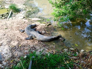 Crocodile resting near a muddy riverbank surrounded by nature