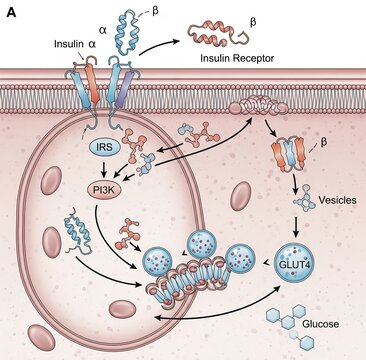 The illustration explains how insulin binds to its receptor, triggering a cascade that leads to the translocation of GLUT4 transporters to the cell membrane for glucose uptake.