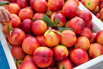 Fresh Nectarines from Shanxi Orchard - Ripe Stone Fruit in Market Crate
