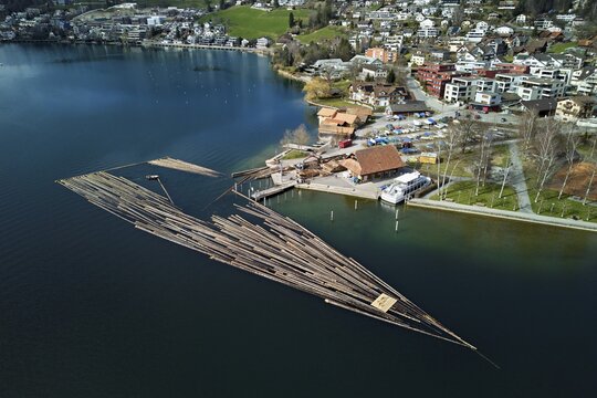 Raft of felled tree trunks at the landing stage where the trunks are pulled ashore and cut to size for loading onto the lorry, Rafting 2025, Unter&auml;geri, Canton, Zug, Switzerland
