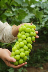 Fresh Green Grapes Held in Hands with Natural Garden Background - Organic Fruit Harvest