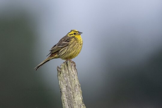 Yellowhammer (Emberiza citronella), Emsland, Lower Saxony, Germany