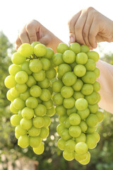 Hands holding fresh green grapes in warm sunshine light - healthy fruit agriculture concept