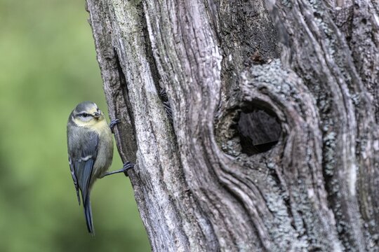 Blue tit (Parus caerulea), Emsland, Lower Saxony, Germany