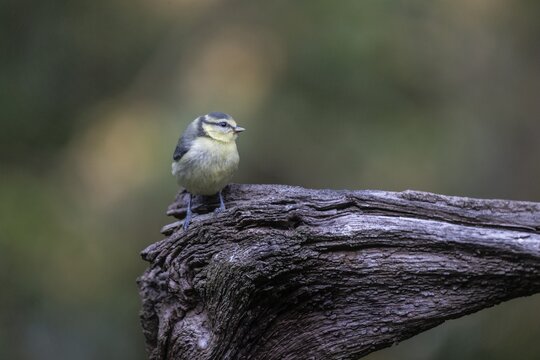 Blue tit (Parus caerulea), Emsland, Lower Saxony, Germany