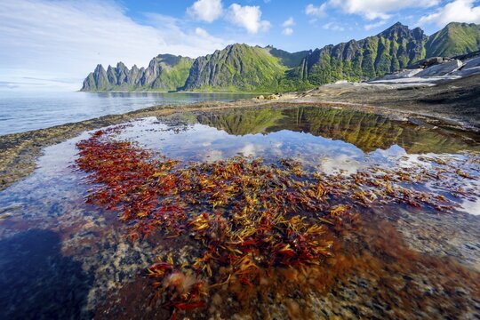 Plants in a tidal pool with reflection, rocky coast of Tungeneset, Devil's Teeth, Okshornan, Ersfjorden, Senja Island, Troms, Norway