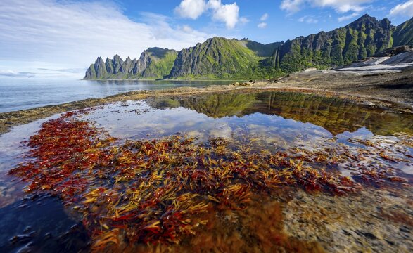 Plants in a tidal pool with reflection, rocky coast of Tungeneset, Devil's Teeth, Okshornan, Ersfjorden, Senja Island, Troms, Norway