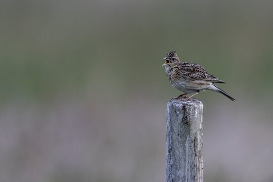 Skylark (Alauda arvensis) sits singing on a pole, Emsland, Lower Saxony, Germany