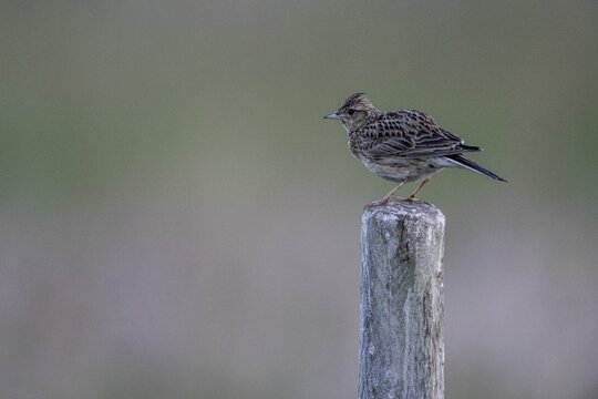 Skylark (Alauda arvensis) sits singing on a pole, Emsland, Lower Saxony, Germany