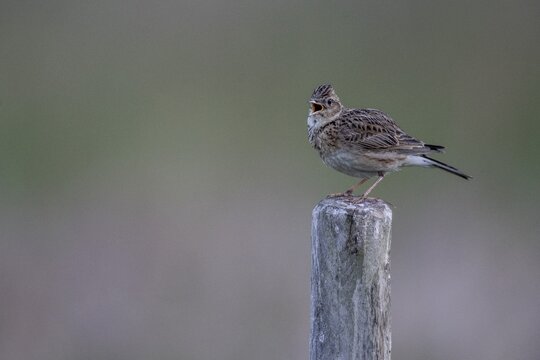 Skylark (Alauda arvensis) sits singing on a pole, Emsland, Lower Saxony, Germany