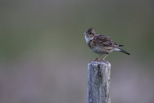 Skylark (Alauda arvensis) sits singing on a pole, Emsland, Lower Saxony, Germany